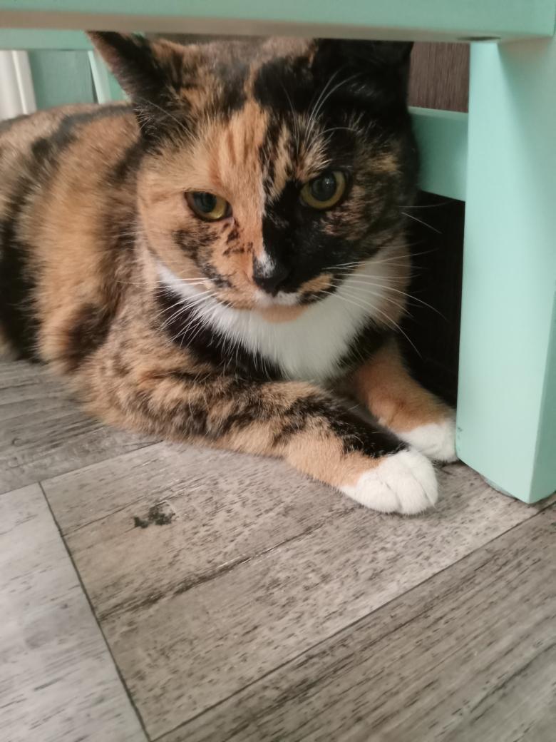 Enlarge Twila ***Community Courtesy Post***, a ADOPTABLE mixed breed in Queen Creek, AZ image 4/4