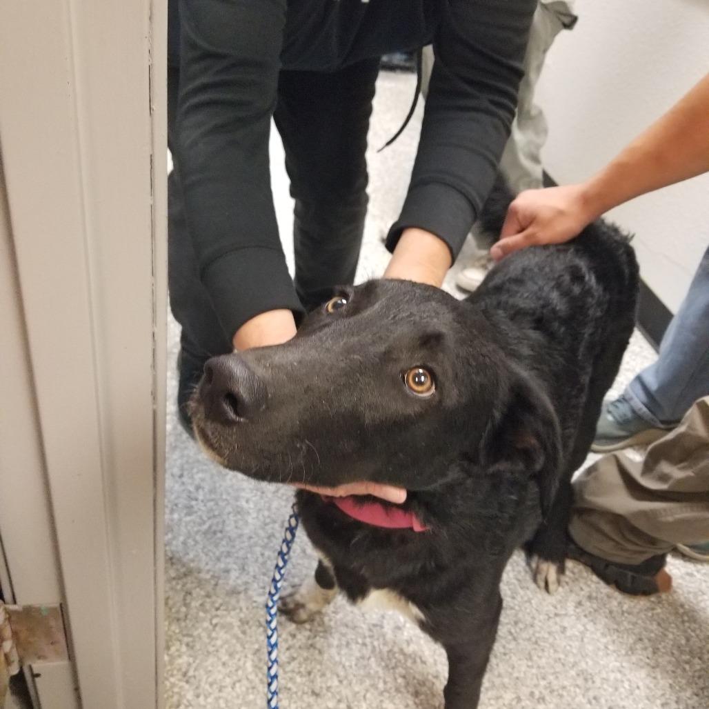 Enlarge Mesa, a Adoptable mixed breed in Taos, NM image 1/1