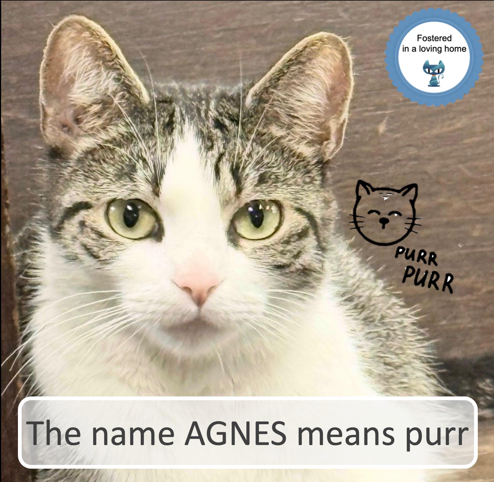 Agnes, Adult Female Domestic Short Hair