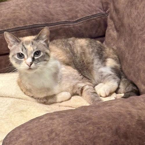 Mom, a Adoptable Torbie in Rutherfordton, NC image 1/3