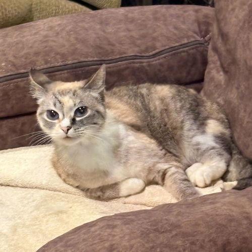 Mom, a Adoptable Torbie in Rutherfordton, NC image 2/3