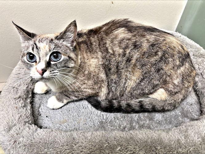 Mom, a Adoptable Torbie in Rutherfordton, NC image 3/3