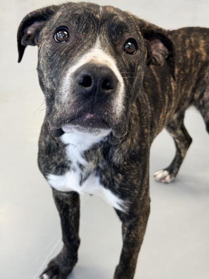 Enlarge Egypt, a Adoptable mixed breed in Gwinn, MI image 1/1