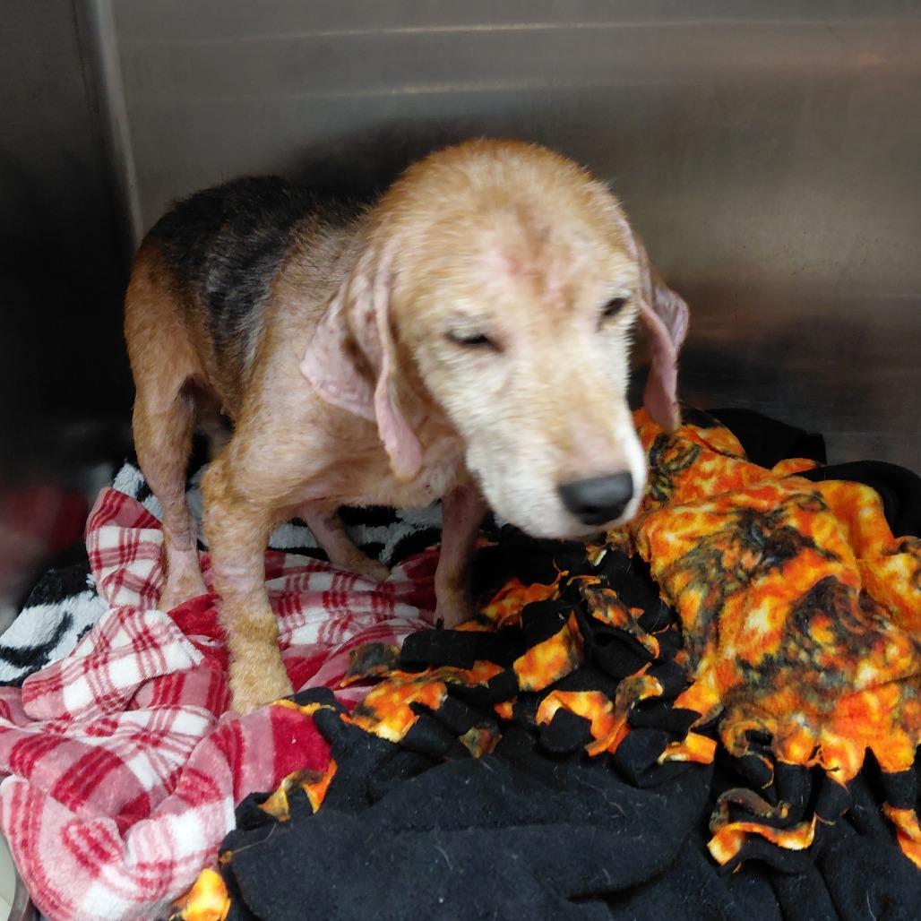Enlarge Harriet, a Adoptable Beagle in Henderson, KY image 1/2