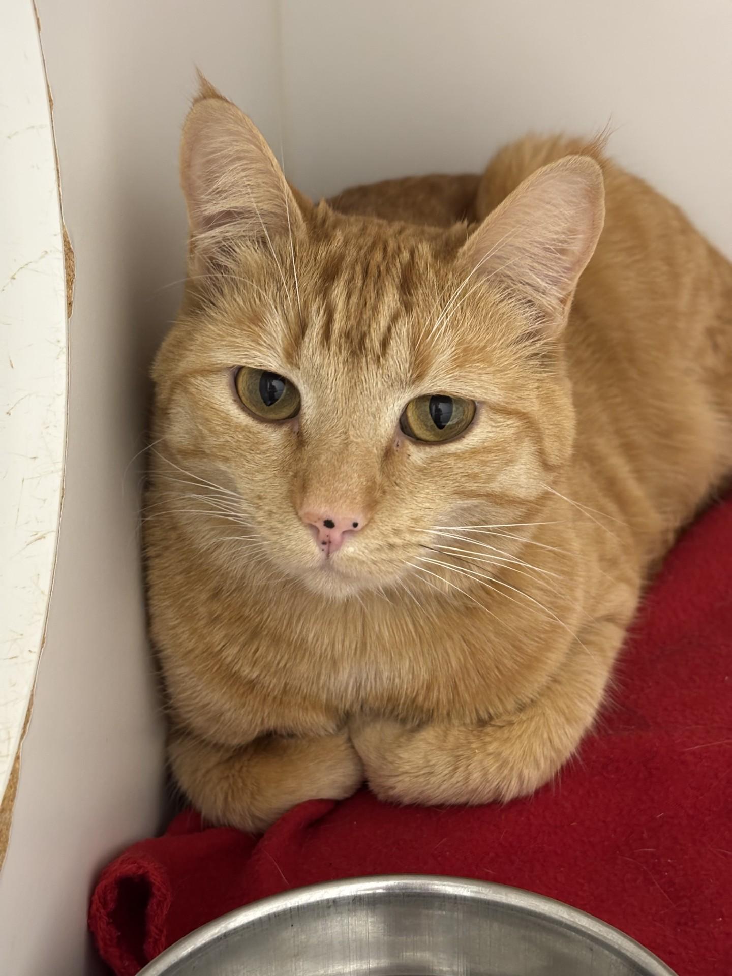 Enlarge Peaches, an adopted Domestic Short Hair in Grants Pass, OR image 2/2