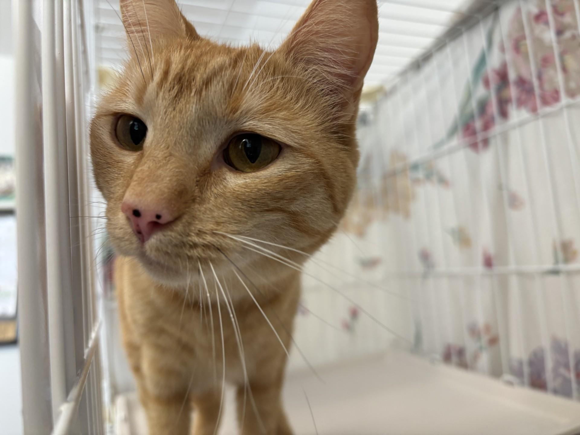 Enlarge Peaches, an adopted Domestic Short Hair in Grants Pass, OR image 1/2