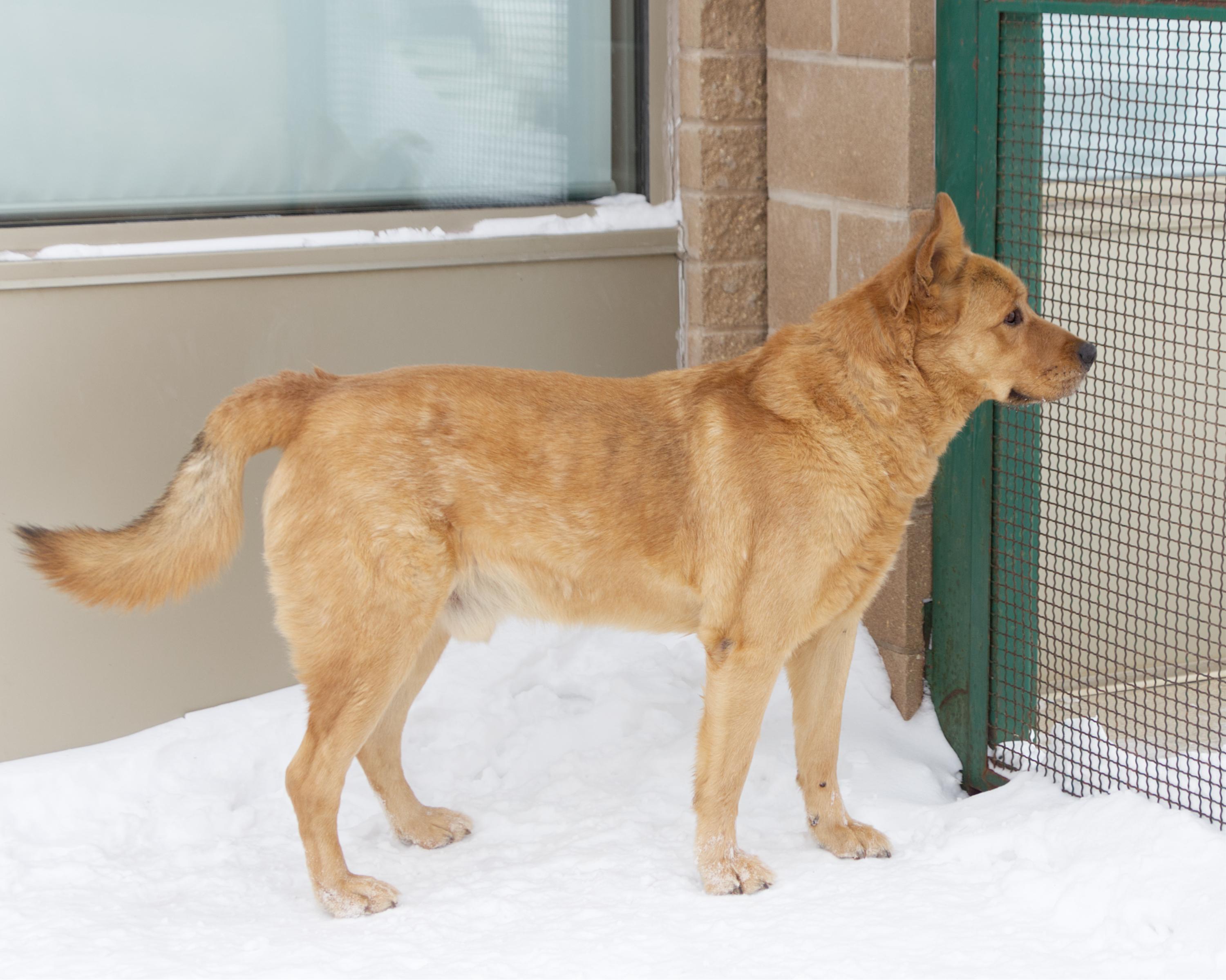 Enlarge Timothy - IN FOSTER, an adoptable mixed breed in Winnipeg, MB image 2/3