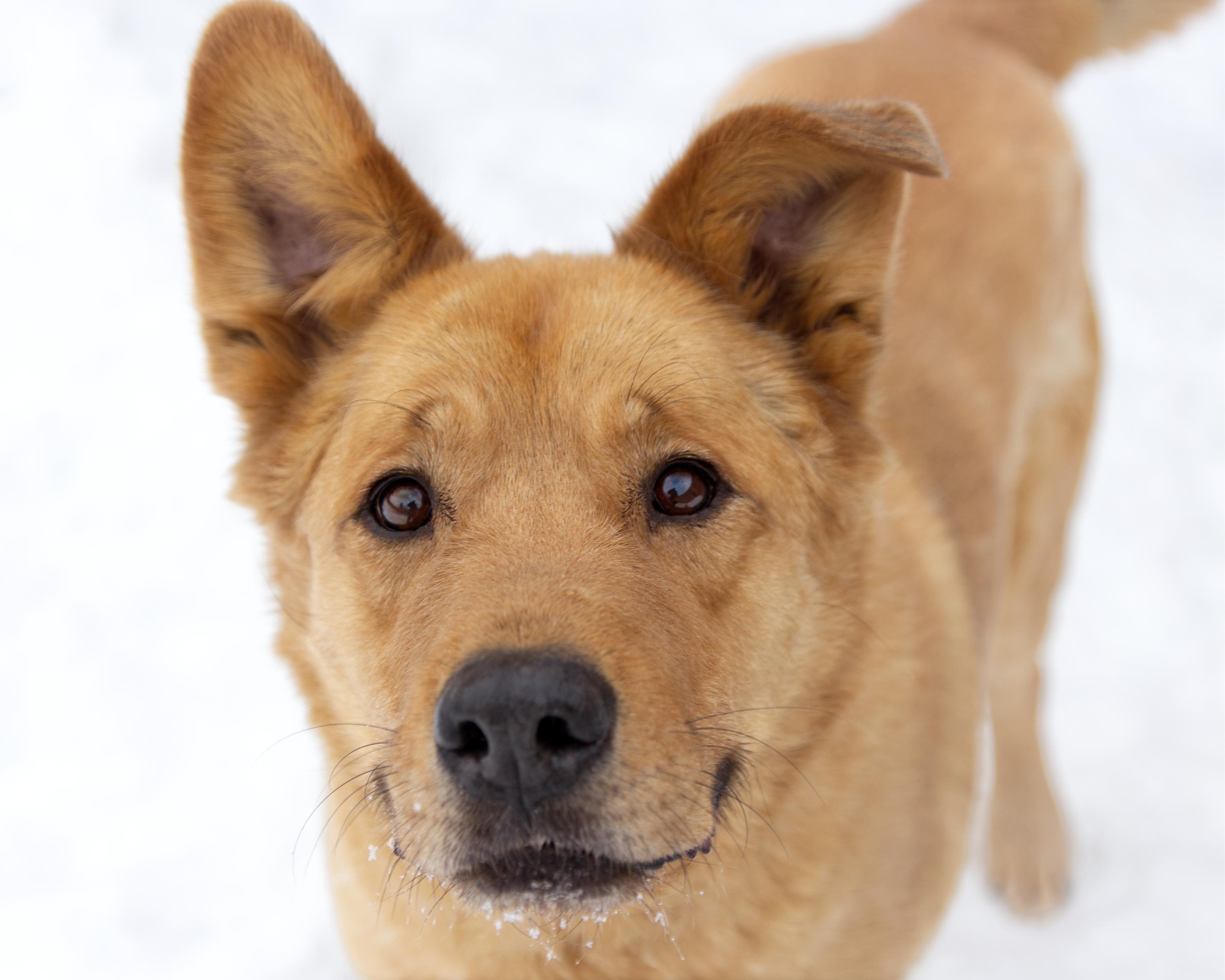 Enlarge Timothy - IN FOSTER, an adoptable mixed breed in Winnipeg, MB image 3/3
