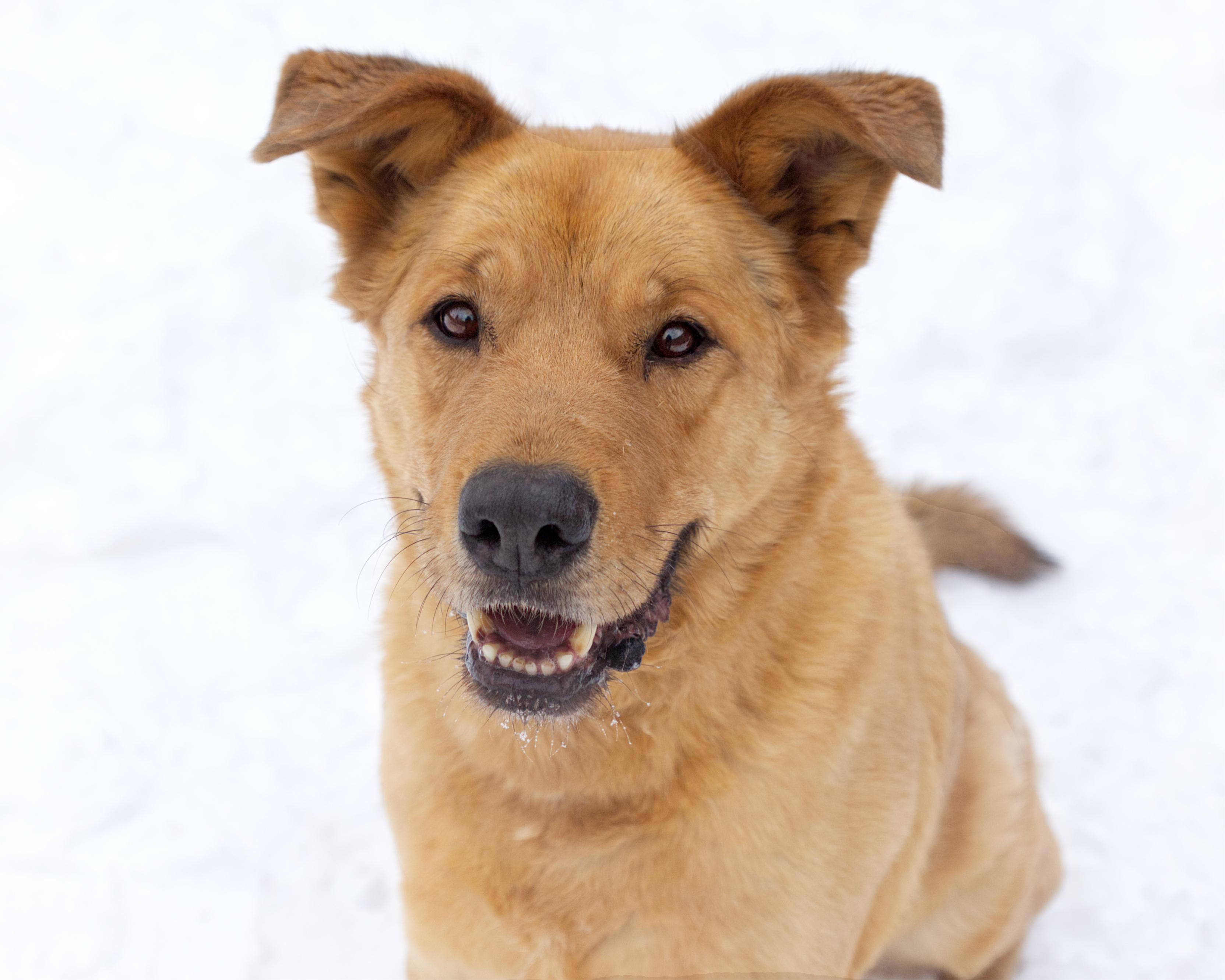 Timothy - IN FOSTER, adoptable, Senior Male Labrador Retriever.