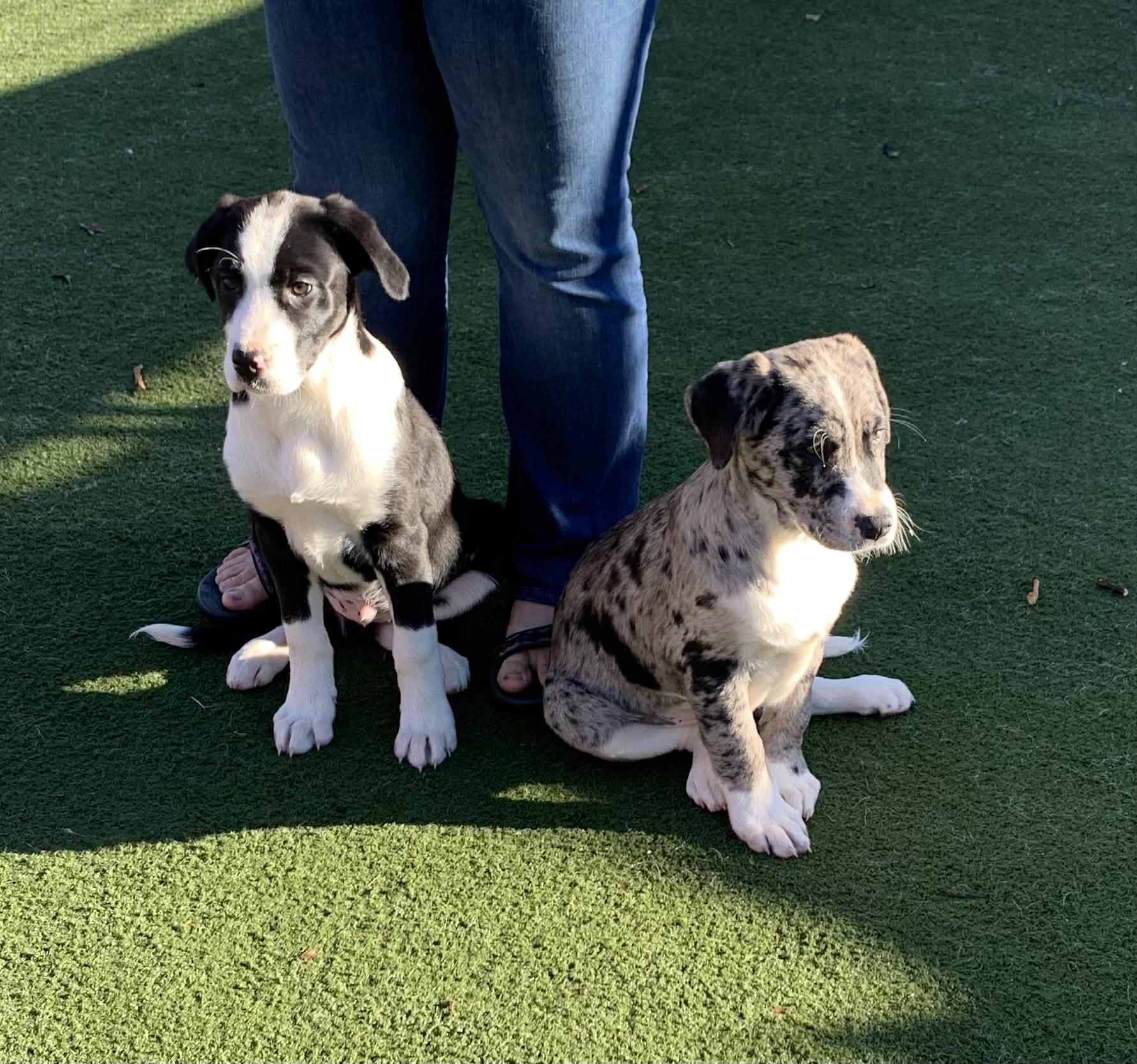 Enlarge Mahan, a ADOPTABLE mixed breed in Douglas, MA image 2/6