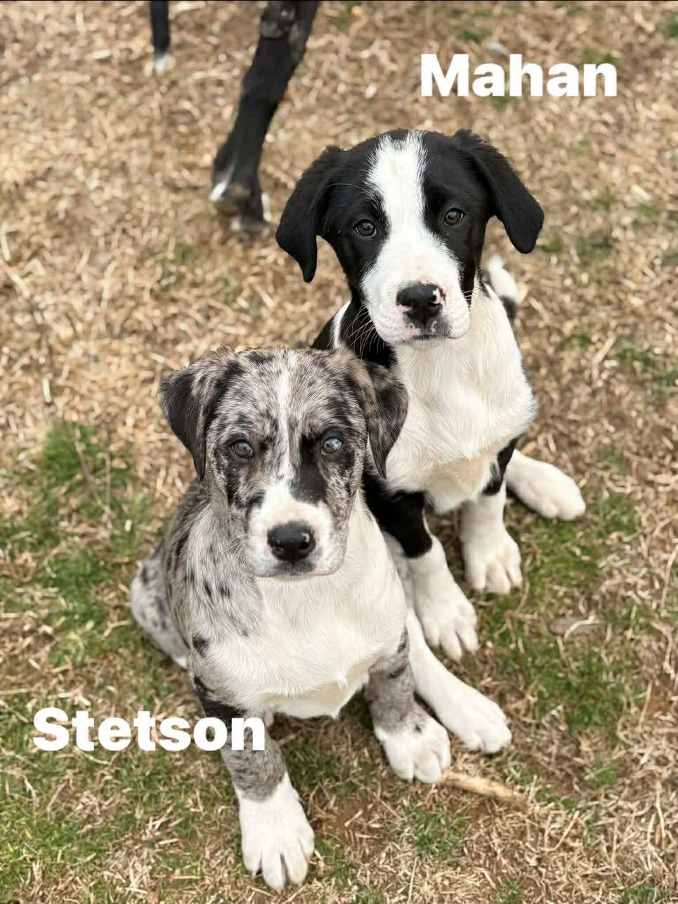 Enlarge Mahan, a ADOPTABLE mixed breed in Douglas, MA image 3/6