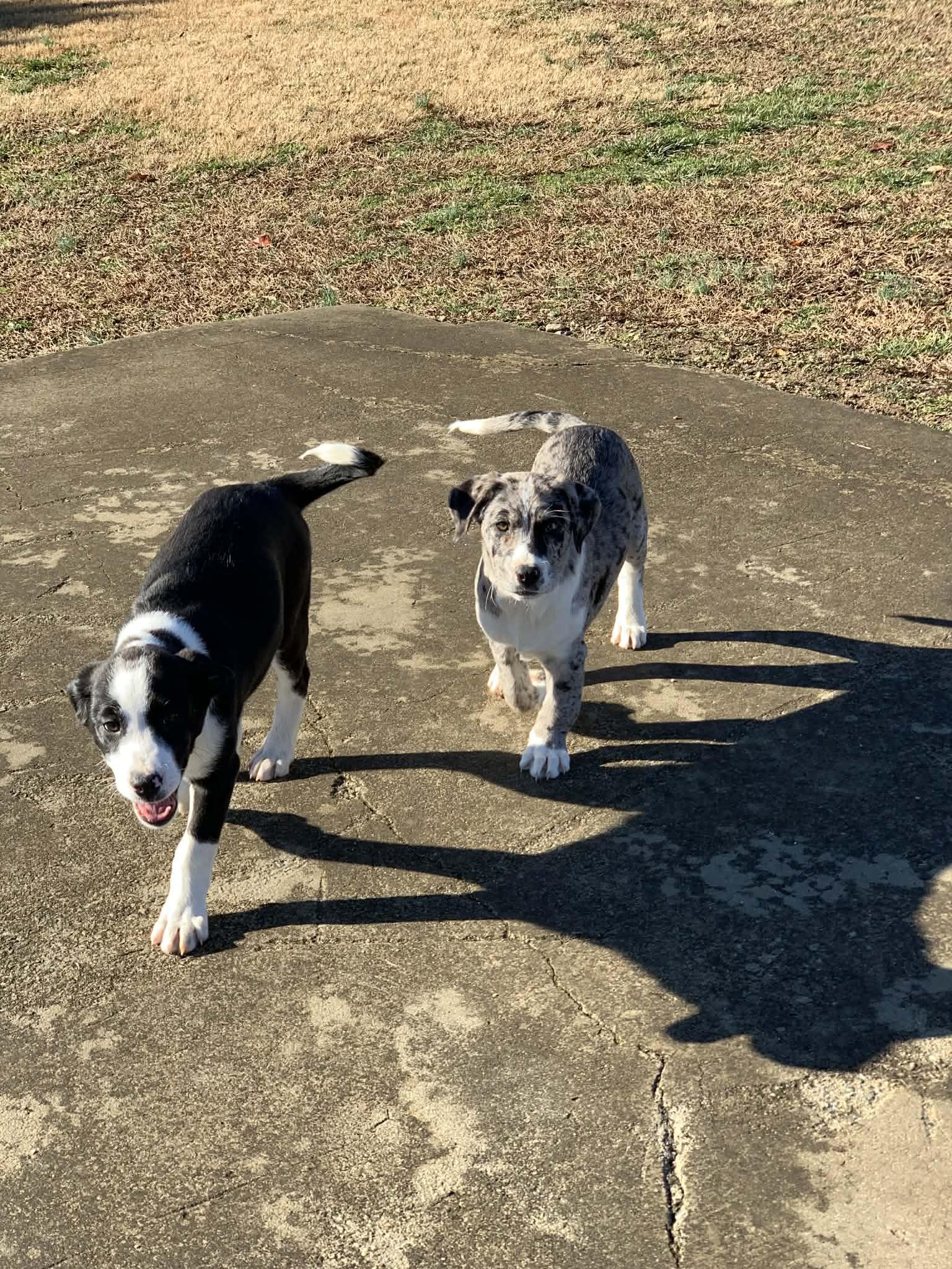 Enlarge Mahan, a ADOPTABLE mixed breed in Douglas, MA image 4/6