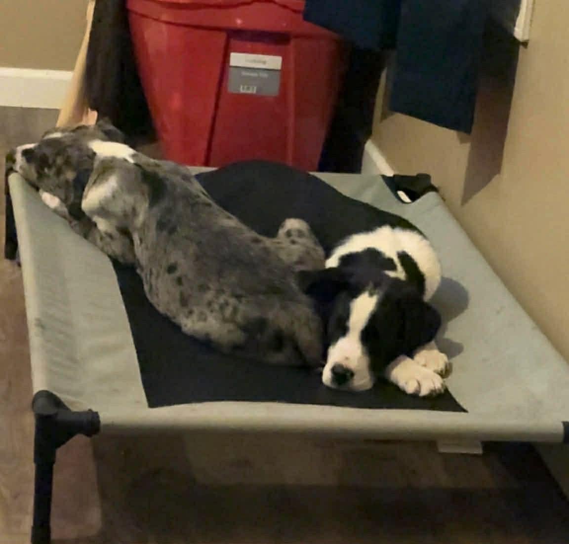 Enlarge Mahan, a ADOPTABLE mixed breed in Douglas, MA image 5/6