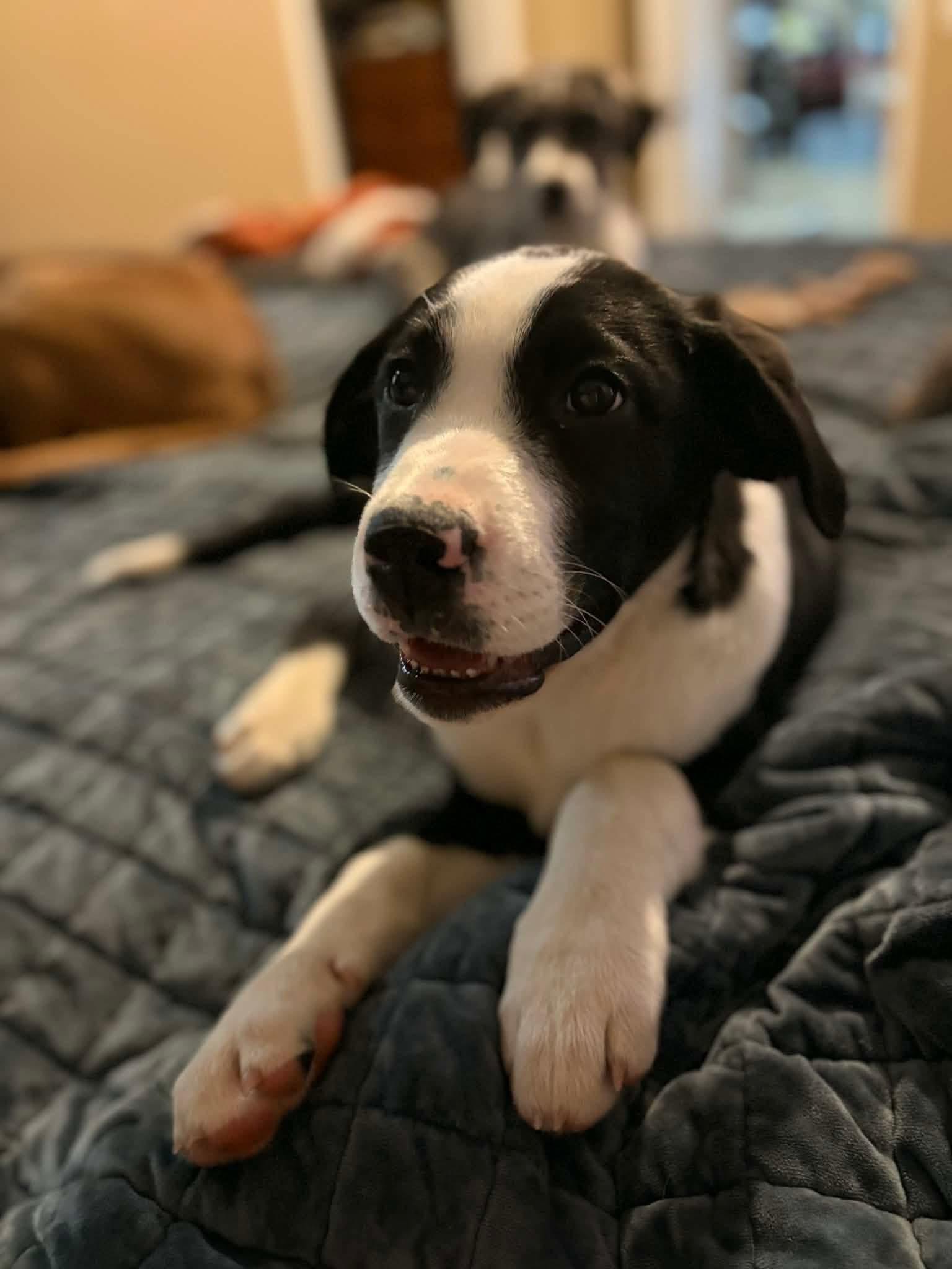 Enlarge Mahan, a ADOPTABLE mixed breed in Douglas, MA image 6/6