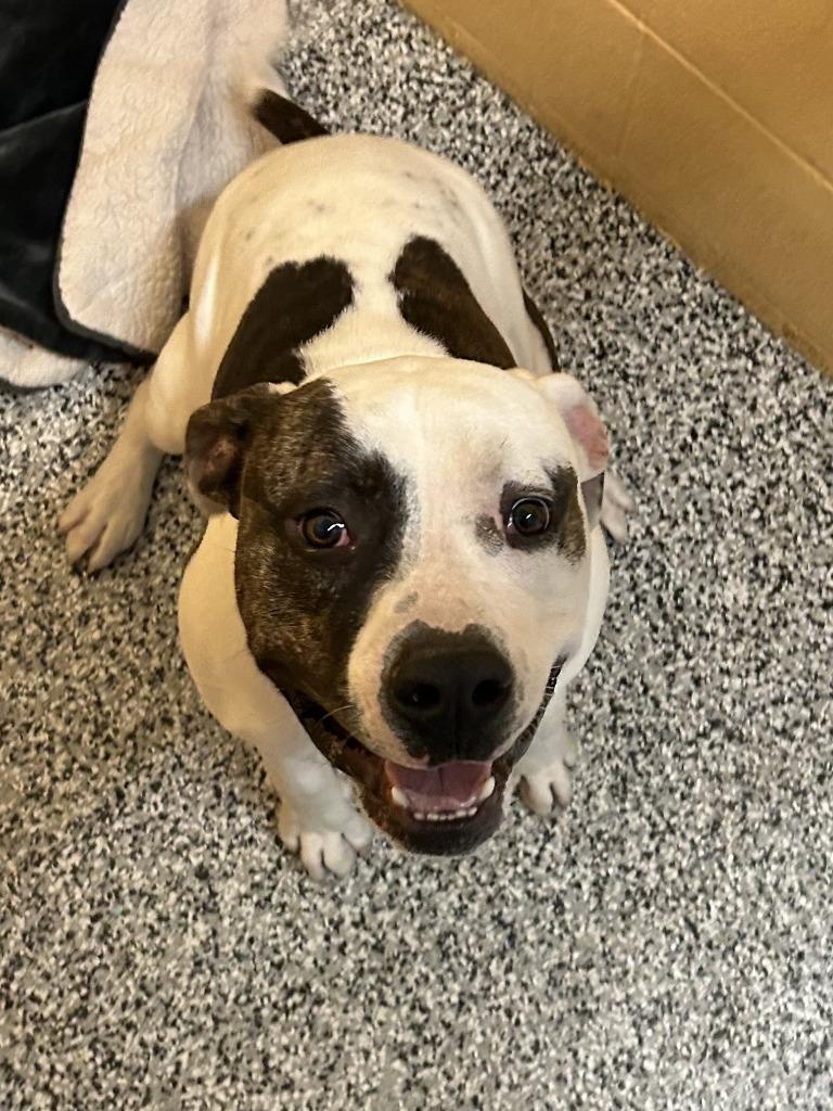 Enlarge Petey, a Adoptable Pit Bull Terrier in Little Elm, TX image 1/2