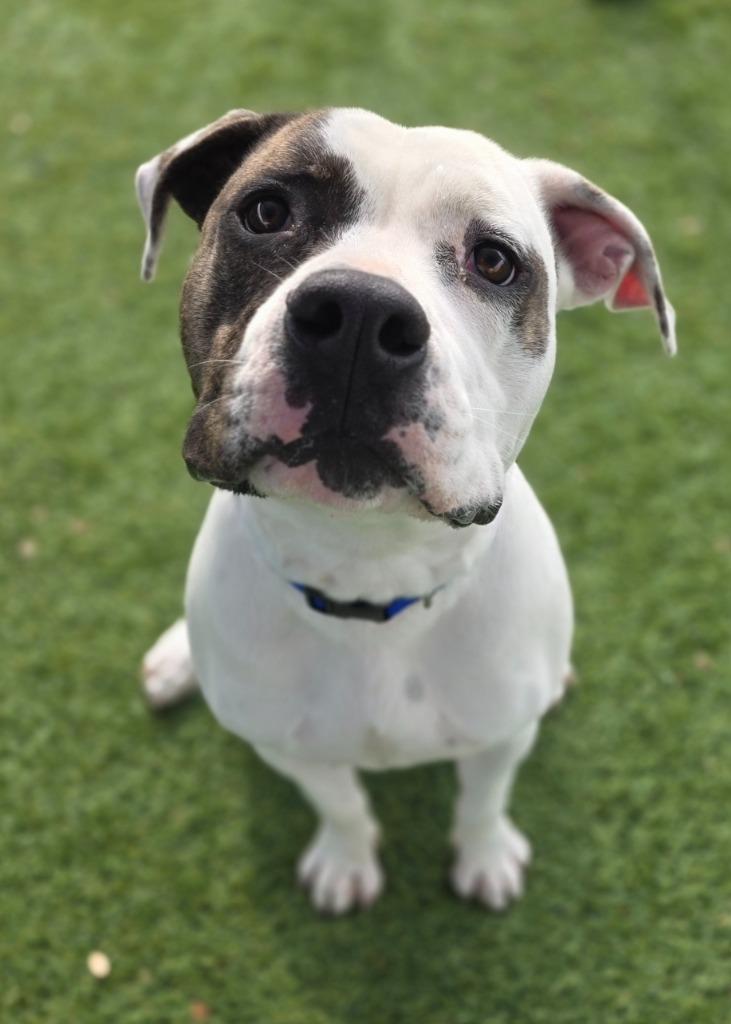 Enlarge Petey, a Adoptable Pit Bull Terrier in Little Elm, TX image 2/2