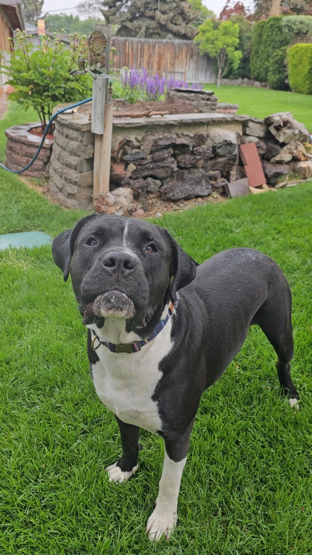 Knightwing, a Adoptable mixed breed in Twin Falls, ID image 2/6