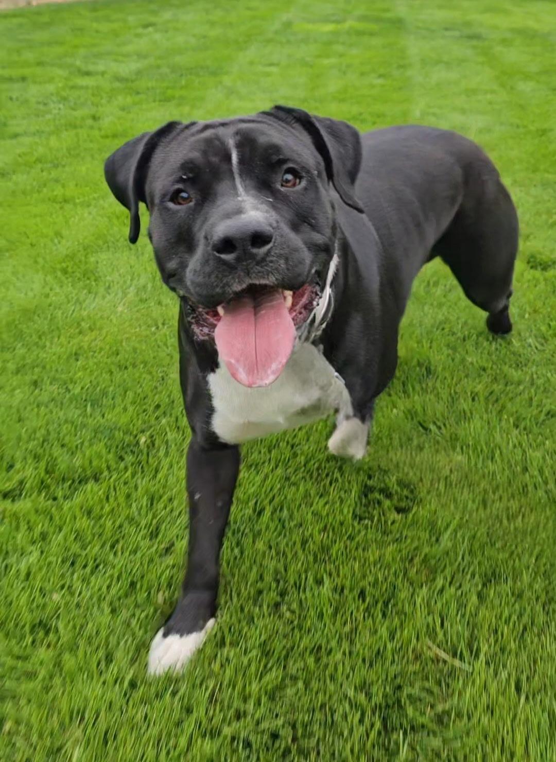 Enlarge Knightwing, a Adoptable mixed breed in Twin Falls, ID image 4/6
