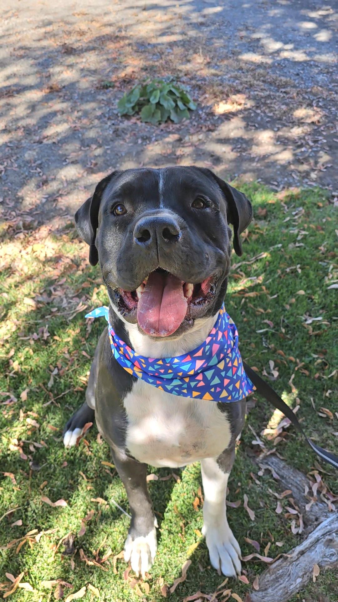 Knightwing, a Adoptable mixed breed in Twin Falls, ID image 5/6