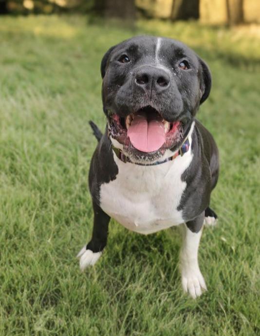 Knightwing, Adoptable, Adult Male Pit Bull Terrier & Boxer.