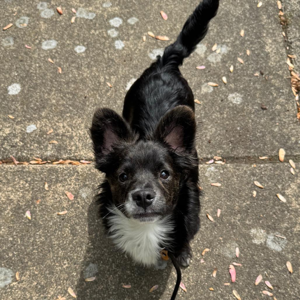 Enlarge Baxter, a Adoptable mixed breed in Newberg, OR image 1/6