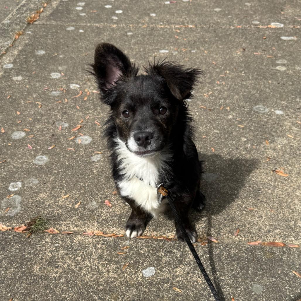 Enlarge Baxter, a Adoptable mixed breed in Newberg, OR image 2/6
