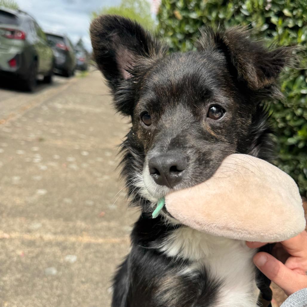 Enlarge Baxter, a Adoptable mixed breed in Newberg, OR image 3/6
