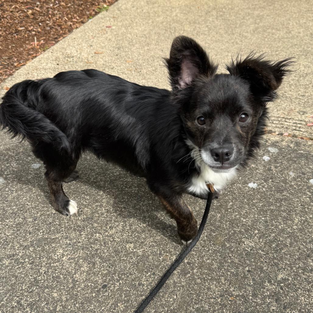 Enlarge Baxter, a Adoptable mixed breed in Newberg, OR image 4/6