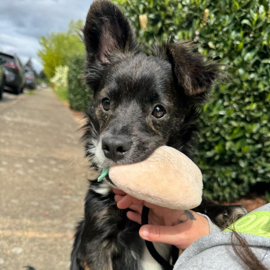 Enlarge Baxter, a Adoptable mixed breed in Newberg, OR image 6/6