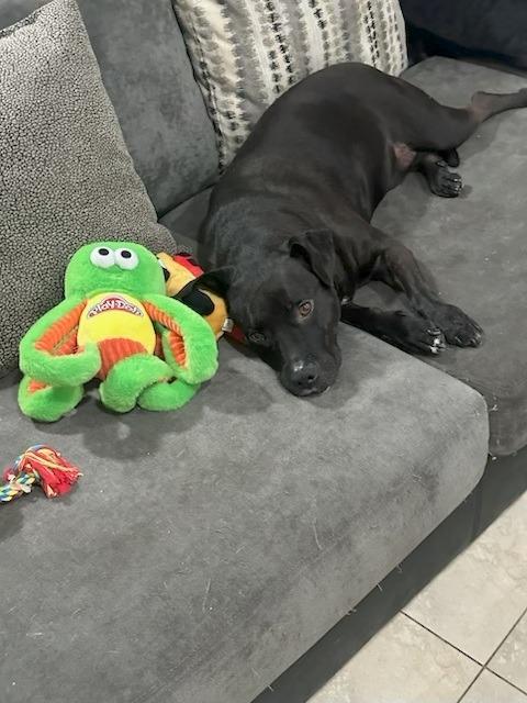 Chance (Courtesy Post) - Foster or Adopt Me!, a Adoptable mixed breed in Lake Forest, CA image 1/5