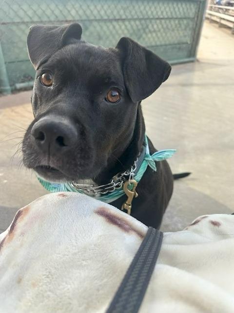 Chance (Courtesy Post) - Foster or Adopt Me!, a Adoptable mixed breed in Lake Forest, CA image 2/5