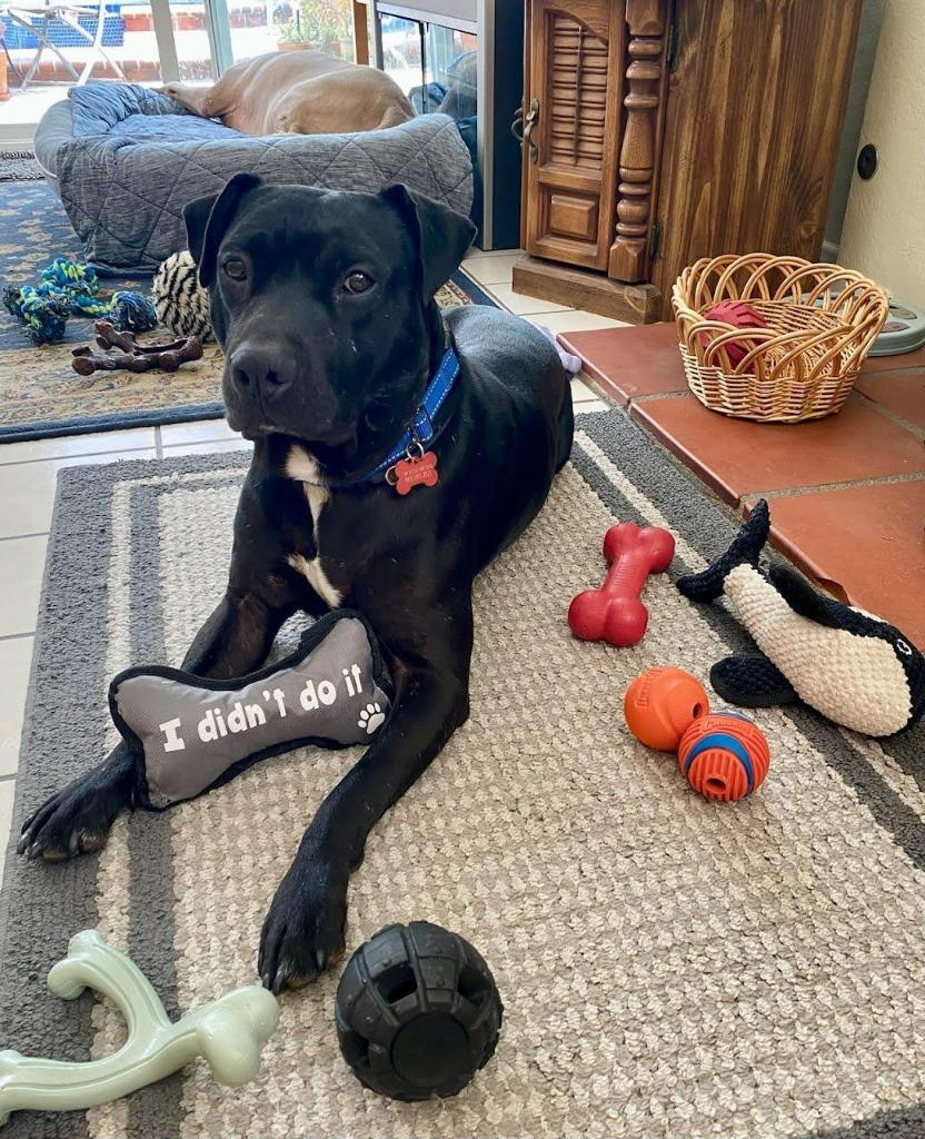 Chance (Courtesy Post) - Foster or Adopt Me!, a Adoptable mixed breed in Lake Forest, CA image 3/5