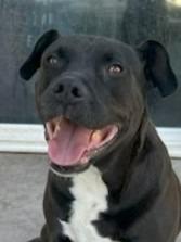 Chance (Courtesy Post) - Foster or Adopt Me!, a Adoptable mixed breed in Lake Forest, CA image 4/5