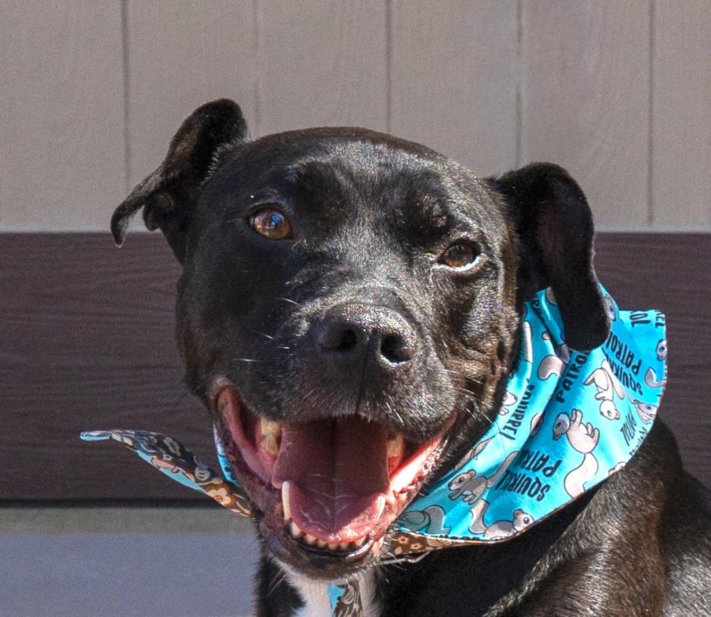 Chance (Courtesy Post) - Foster or Adopt Me!, a Adoptable mixed breed in Lake Forest, CA image 5/5