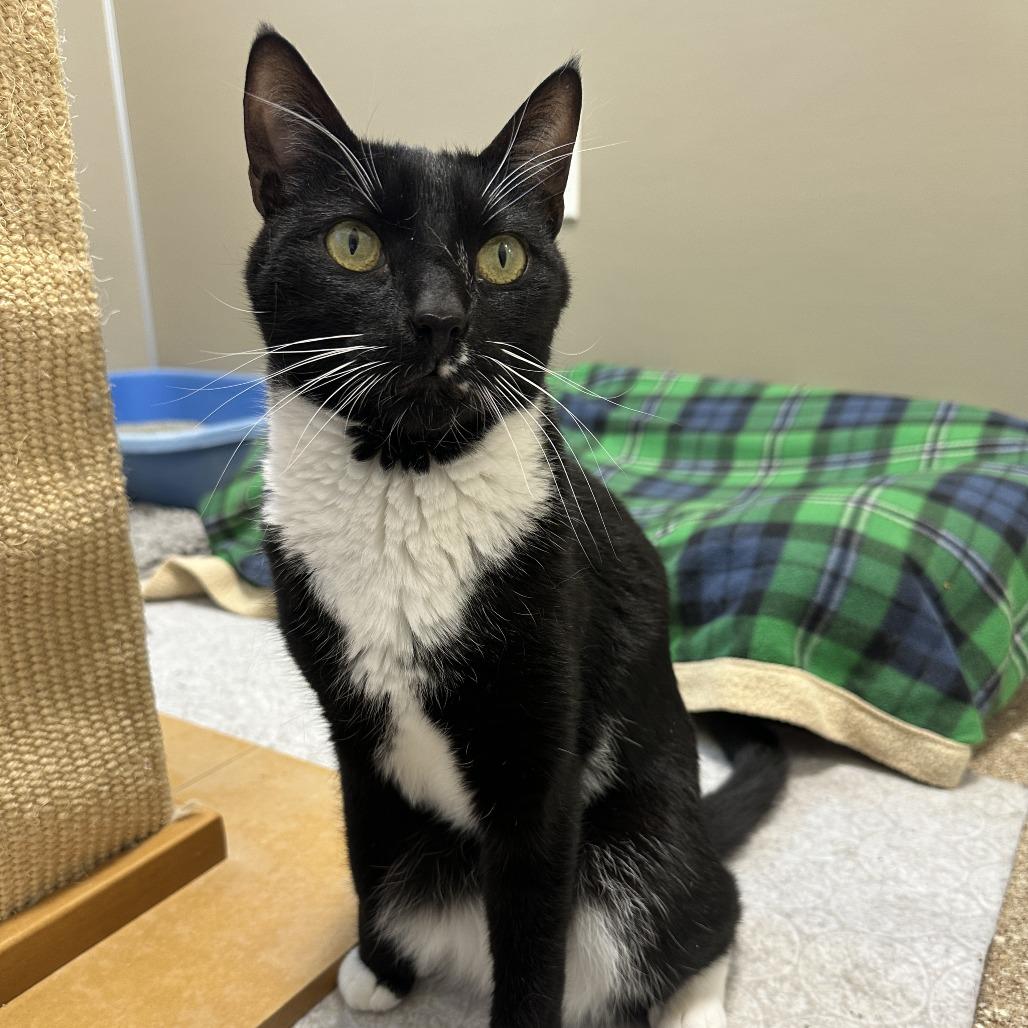Sweeney Topple, a Adoptable Domestic Short Hair in Sonoma, CA image 1/6