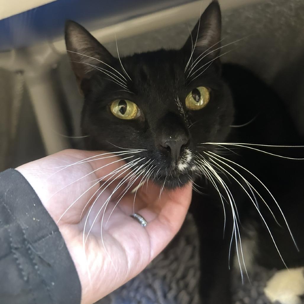 Sweeney Topple, a Adoptable Domestic Short Hair in Sonoma, CA image 2/6