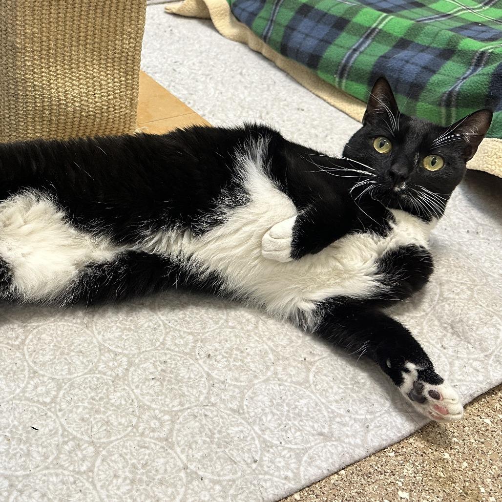 Sweeney Topple, a Adoptable Domestic Short Hair in Sonoma, CA image 3/6