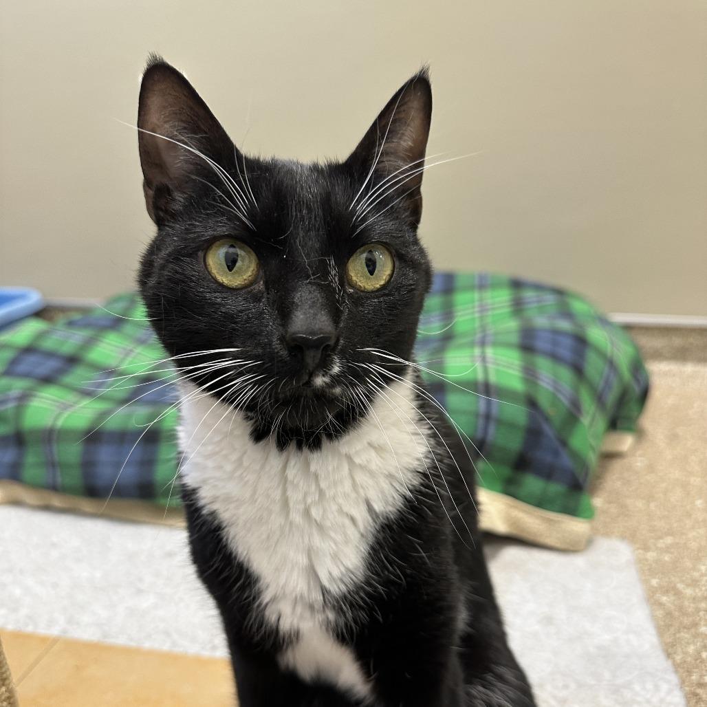 Sweeney Topple, a Adoptable Domestic Short Hair in Sonoma, CA image 4/6