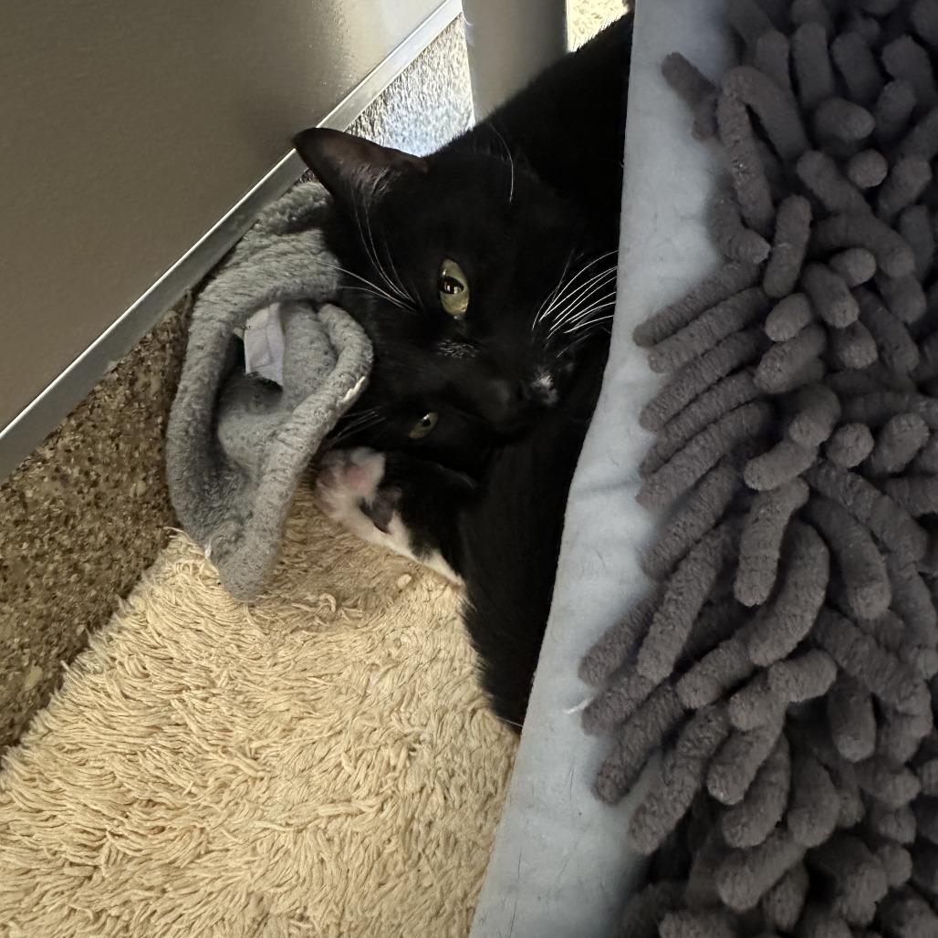 Sweeney Topple, a Adoptable Domestic Short Hair in Sonoma, CA image 5/6