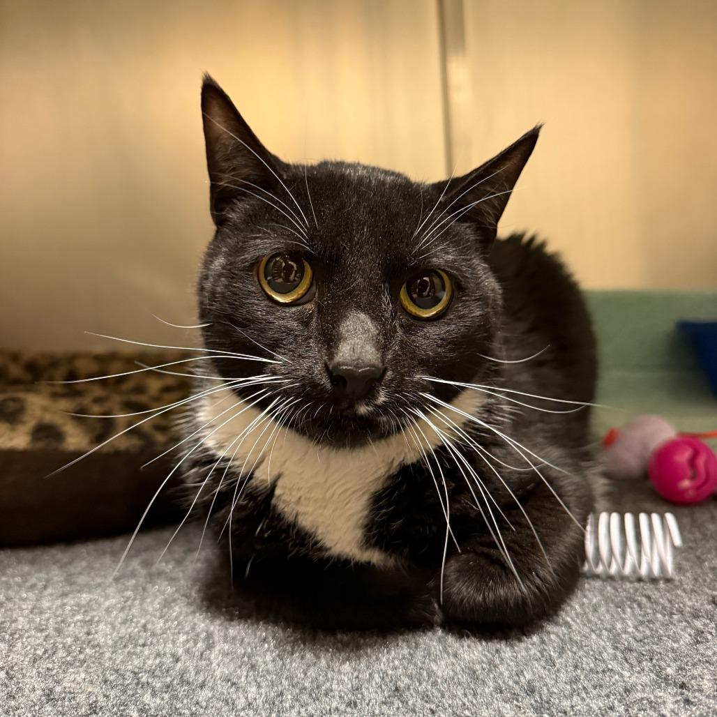 Sweeney Topple, Adoptable, Adult Male Domestic Short Hair.