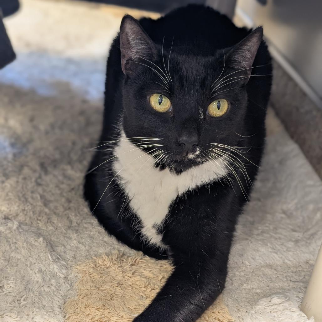 Enlarge Sweeney Topple, a Adoptable Domestic Short Hair in Sonoma, CA image 5/5