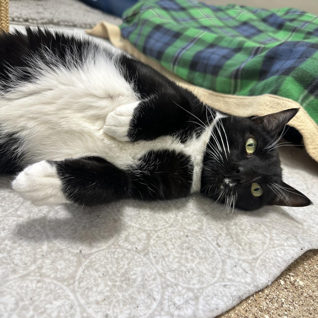 Sweeney Topple, a Adoptable Domestic Short Hair in Sonoma, CA image 6/6