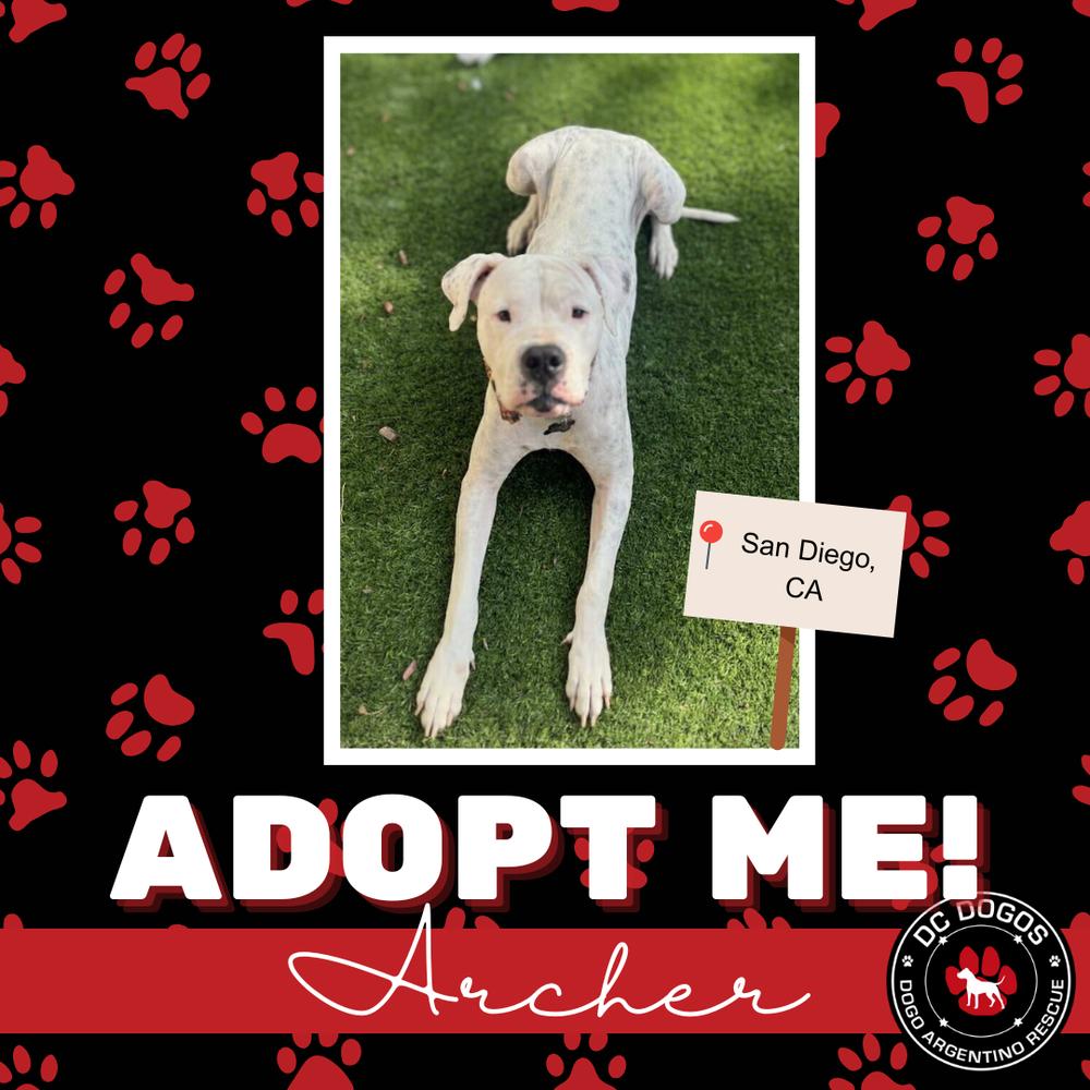 Archer, ADOPTABLE, Adult Male Dogo Argentino.
