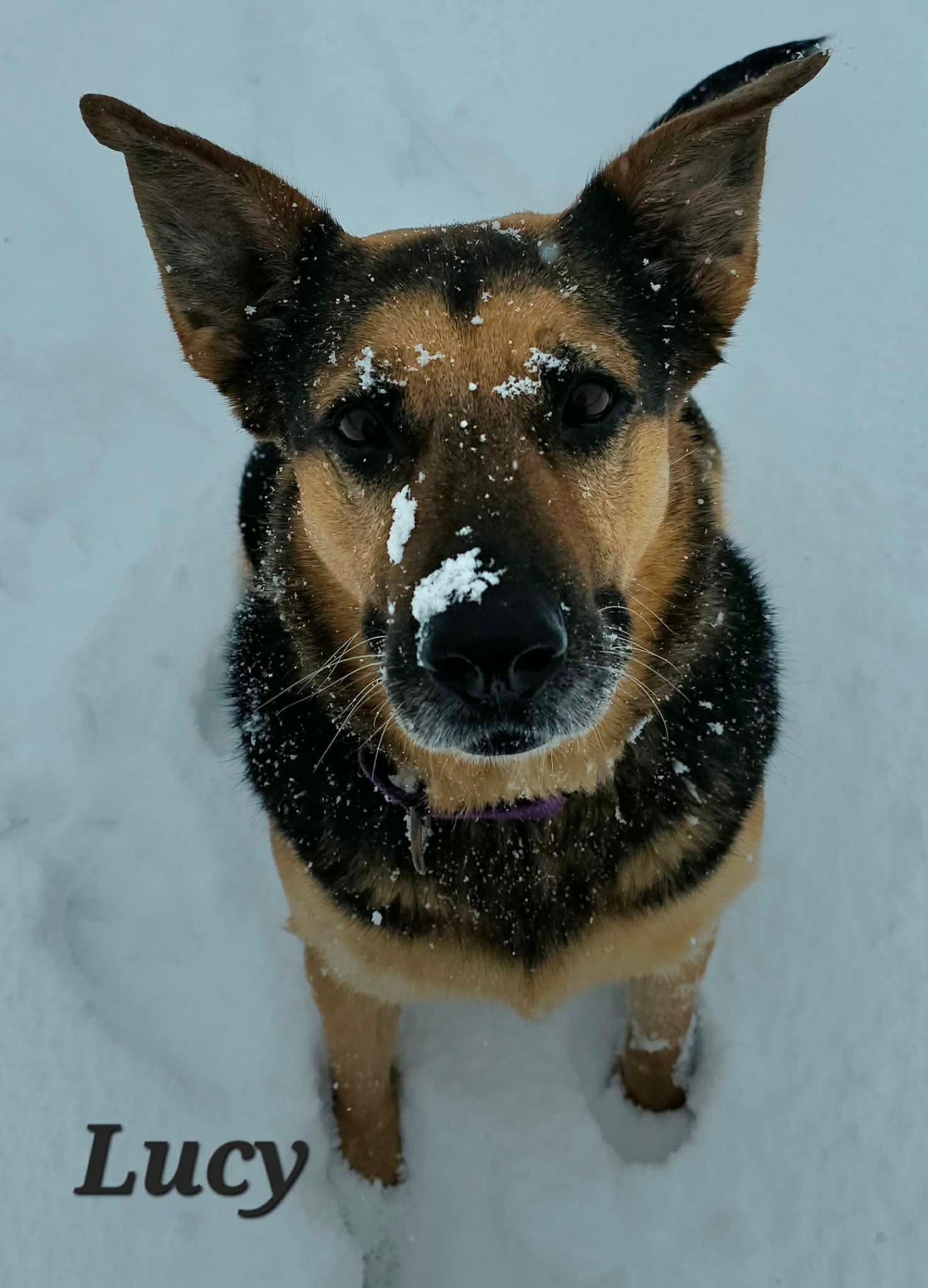 Enlarge Lucy, a Adoptable German Shepherd Dog in Detroit Lakes, MN image 1/3