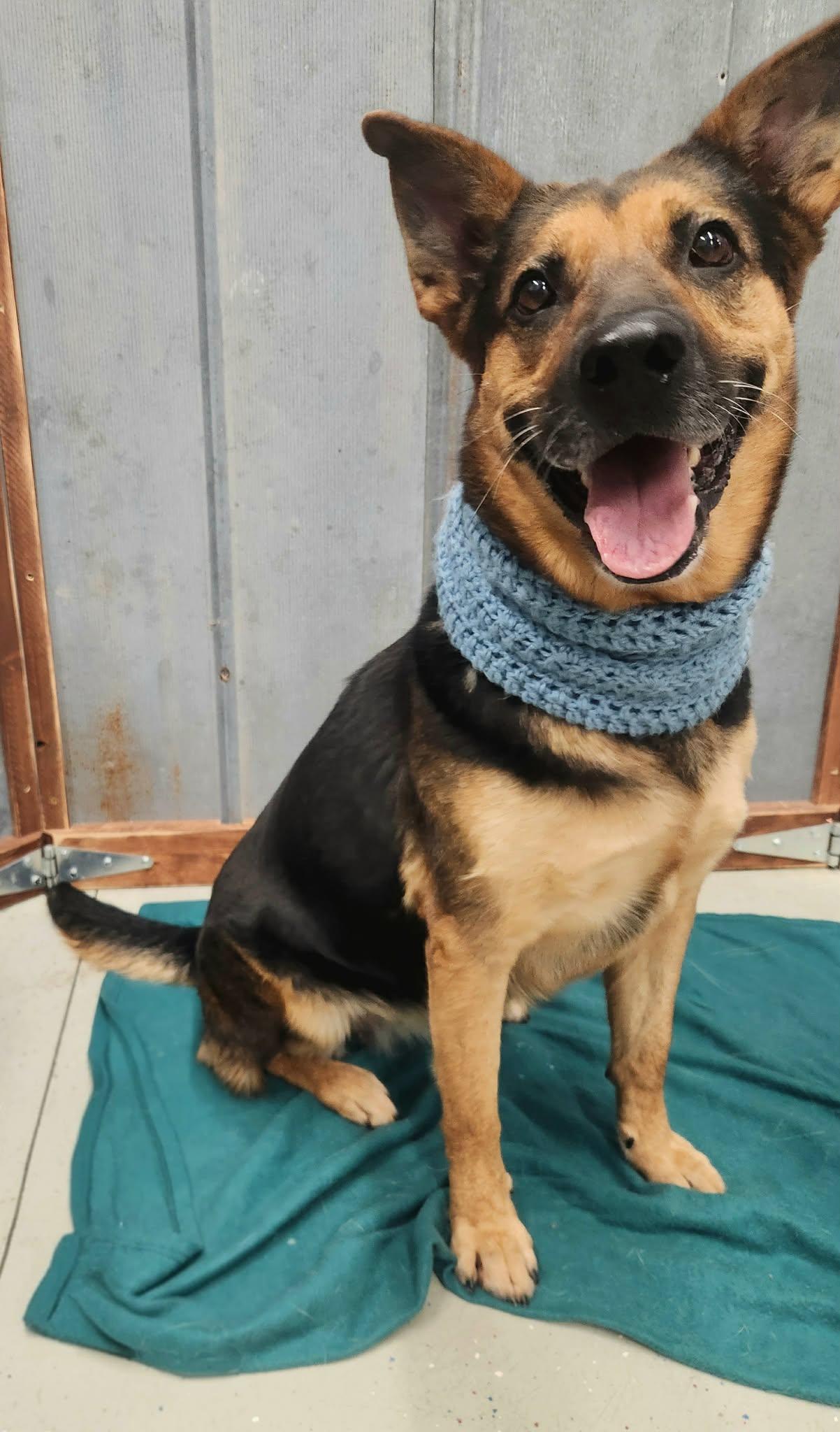 Enlarge Lucy, a Adoptable German Shepherd Dog in Detroit Lakes, MN image 1/3