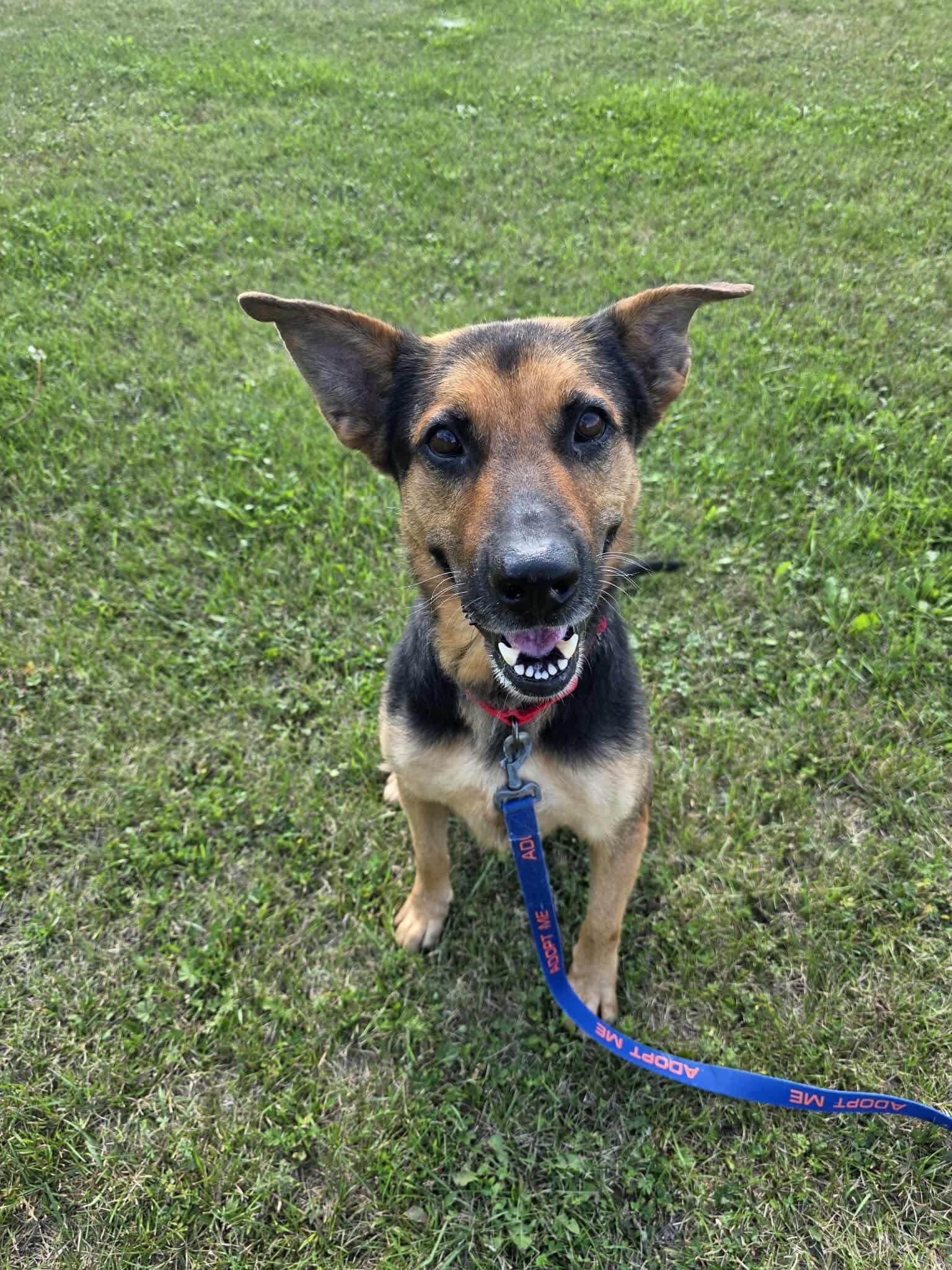 Enlarge Lucy, a Adoptable German Shepherd Dog in Detroit Lakes, MN image 2/3