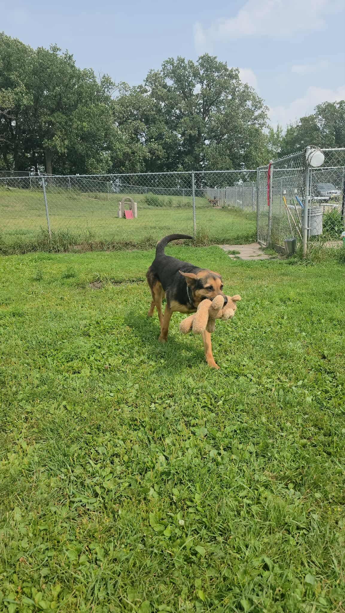 Enlarge Lucy, a Adoptable German Shepherd Dog in Detroit Lakes, MN image 3/3