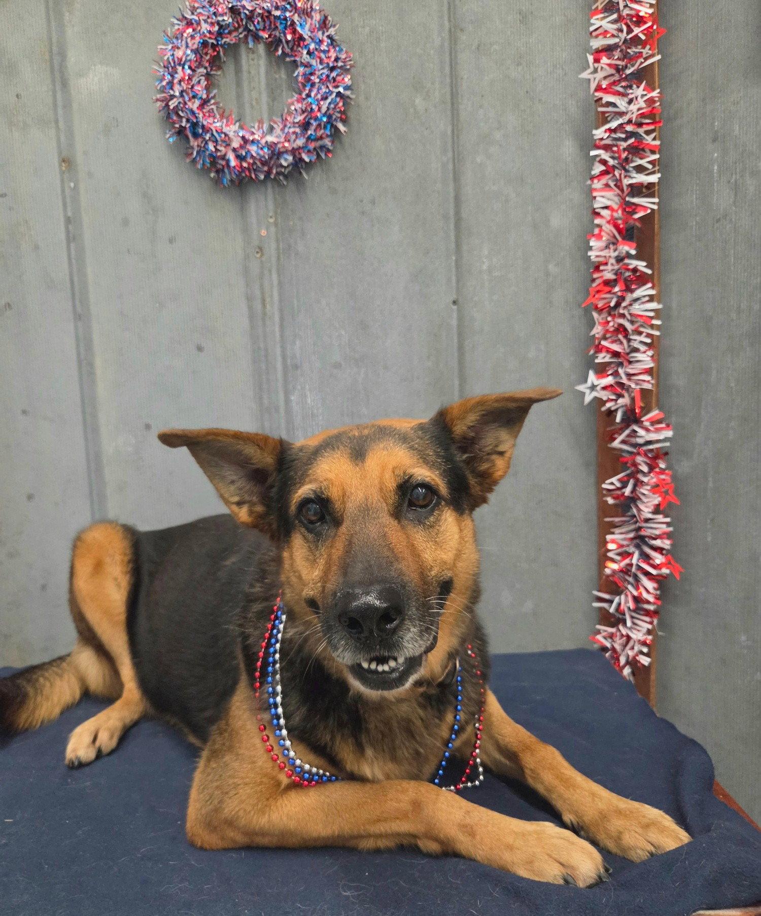Enlarge Lucy, a Adoptable German Shepherd Dog in Detroit Lakes, MN image 3/3