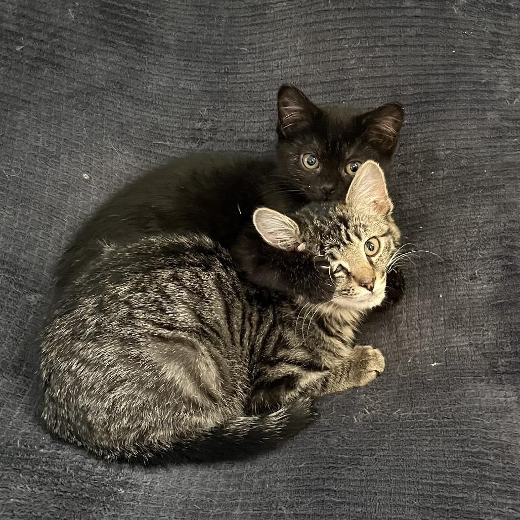 Sashimi, Adoptable, Kitten Male Domestic Short Hair.