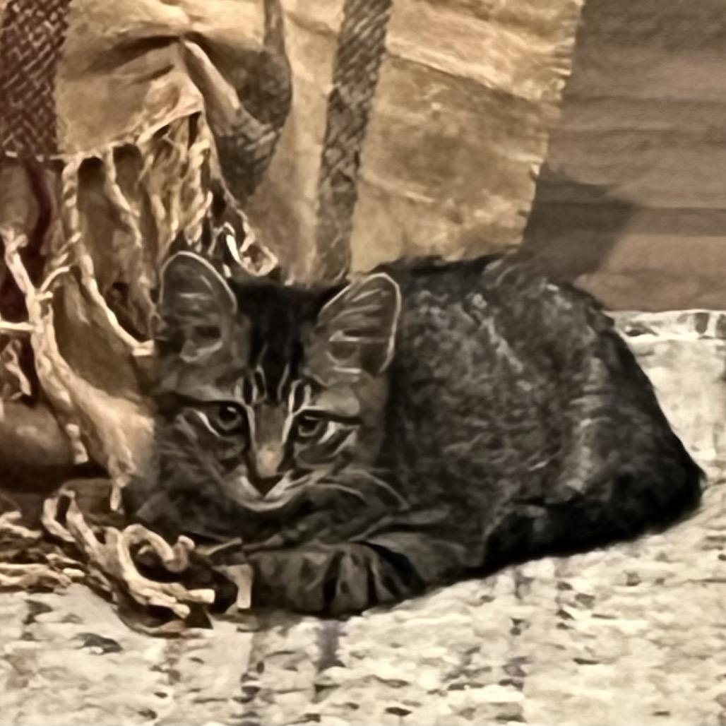 Enlarge Sashimi, a Adoptable Domestic Short Hair in Potomac, MD image 2/3